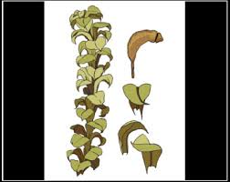 Attēlu rezultāti vaicājumam “Paludella squarrosa”