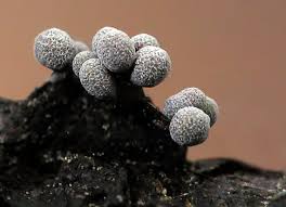 Attēlu rezultāti vaicājumam “Badhamia sp.”