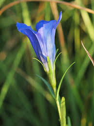 Attēlu rezultāti vaicājumam “Gentiana pneumonanthe”