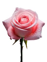 Image result for FOTO ROSA