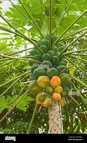 Image result for Carica papaya