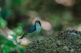 Image result for Luscinia cyane