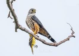 Image result for Falco columbarius