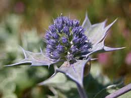Attēlu rezultāti vaicājumam “Eryngium maritimum”