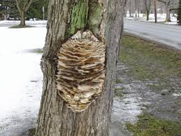 Attēlu rezultāti vaicājumam “Climacodon septentrionalis”