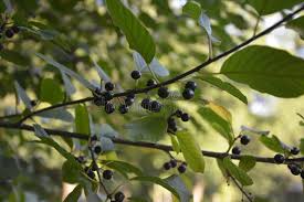 Attēlu rezultāti vaicājumam “Frangula alnus fruit”