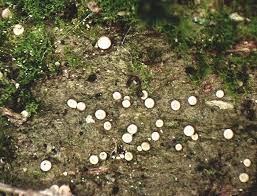 Attēlu rezultāti vaicājumam “Coenogonium pineti”