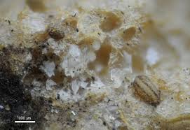 Attēlu rezultāti vaicājumam “Enteridium liceoides spores”