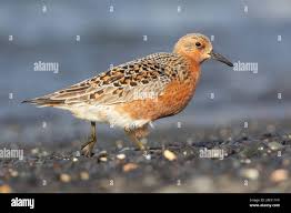 Attēlu rezultāti vaicājumam “Calidris canutus adult”