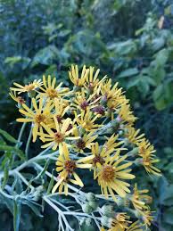 Attēlu rezultāti vaicājumam “Jacobaea paludosa”