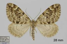 Attēlu rezultāti vaicājumam “Thera variata”