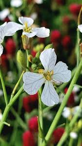 Attēlu rezultāti vaicājumam “Raphanus raphanistrum”