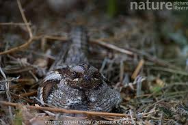 Attēlu rezultāti vaicājumam “Caprimulgus europaeus adult”