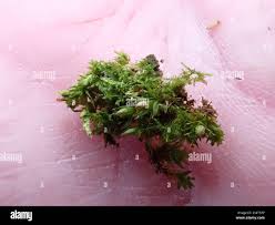 Attēlu rezultāti vaicājumam “Orthotrichum diaphanum”