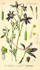 Image result for Consolida ajacis oder Consolida regalis