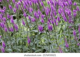 Attēlu rezultāti vaicājumam “Veronica longifolia bud”