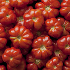 Afbeeldingsresultaat voor costoluto genovese tomato
