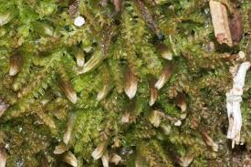 Attēlu rezultāti vaicājumam “Cephalozia bicuspidata”