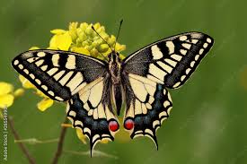 Attēlu rezultāti vaicājumam “Papilio machaon”