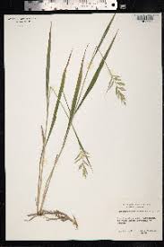 Attēlu rezultāti vaicājumam “Brachypodium pinnatum”