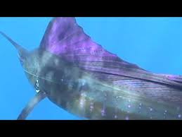 Image result for Istiophorus platypterus