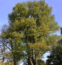 Attēlu rezultāti vaicājumam “Populus x canadensis male flower”