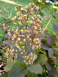 Attēlu rezultāti vaicājumam “Cotinus coggygria flower”