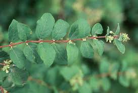 Attēlu rezultāti vaicājumam “Symphytocarpus impexus”