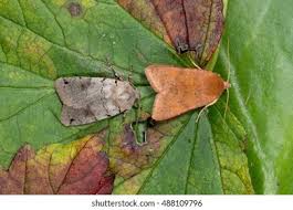 Attēlu rezultāti vaicājumam “Agrochola helvola imago”