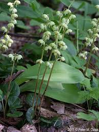 Attēlu rezultāti vaicājumam “Pyrola chlorantha bud”