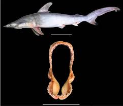 Image result for Sphyrna media