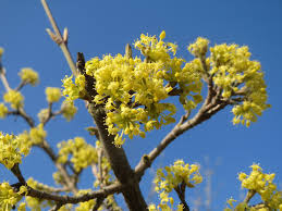 Attēlu rezultāti vaicājumam “Cornus mas flower”