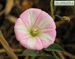 Attēlu rezultāti vaicājumam “Convolvulus arvensis flower”