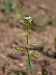 Attēlu rezultāti vaicājumam “Teesdalia nudicaulis”