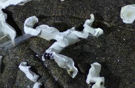 Attēlu rezultāti vaicājumam “Physarum bivalve”