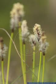 Attēlu rezultāti vaicājumam “Carex ericetorum”