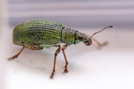 Attēlu rezultāti vaicājumam “Polydrusus mollis”