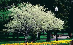 Attēlu rezultāti vaicājumam “Amelanchier canadensis”