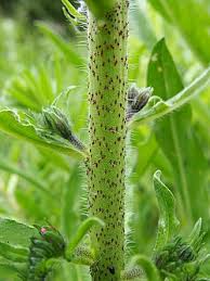 Attēlu rezultāti vaicājumam “Echium vulgare bud”
