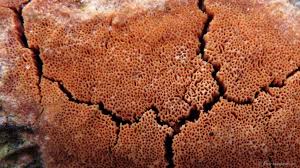 Attēlu rezultāti vaicājumam “Ceriporia purpurea”