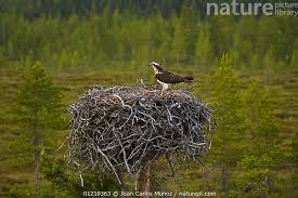 Attēlu rezultāti vaicājumam “Pandion haliaetus adult”