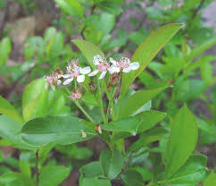 Attēlu rezultāti vaicājumam “Aronia melanocarpa flower”