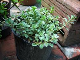 Attēlu rezultāti vaicājumam “Phedimus spurius”