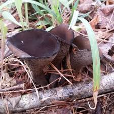 Attēlu rezultāti vaicājumam “Urnula craterium”