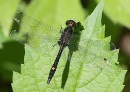 Attēlu rezultāti vaicājumam “Leucorrhinia”