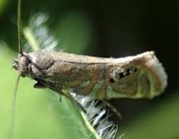 Attēlu rezultāti vaicājumam “Glyphipterigidae”
