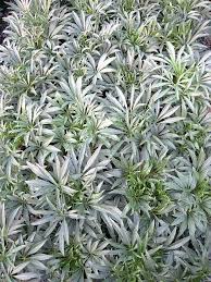 Image result for Helleborus foetidus