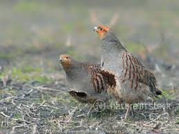 Attēlu rezultāti vaicājumam “Perdix perdix”