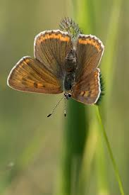 Attēlu rezultāti vaicājumam “Plebejus argus female”