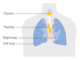 Image result for Thymus